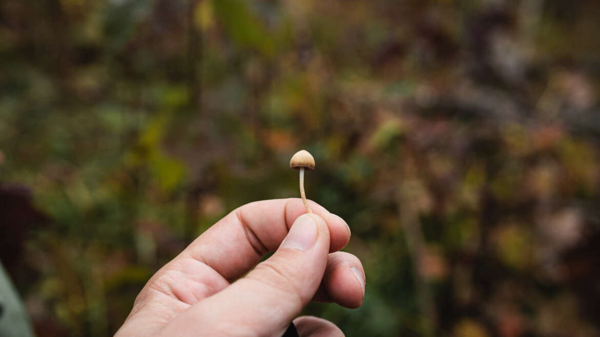 A brief history of Psilocybin