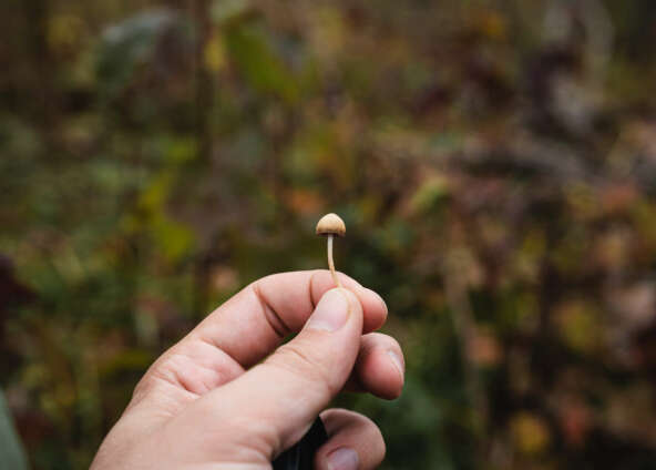 A brief history of Psilocybin