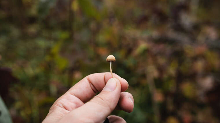 A brief history of Psilocybin