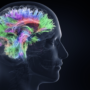 What is the brain’s Default Mode Network and how does psilocybin act on it?